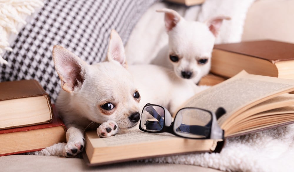 Step-by-Step IB Extended Essay Research Question Guide