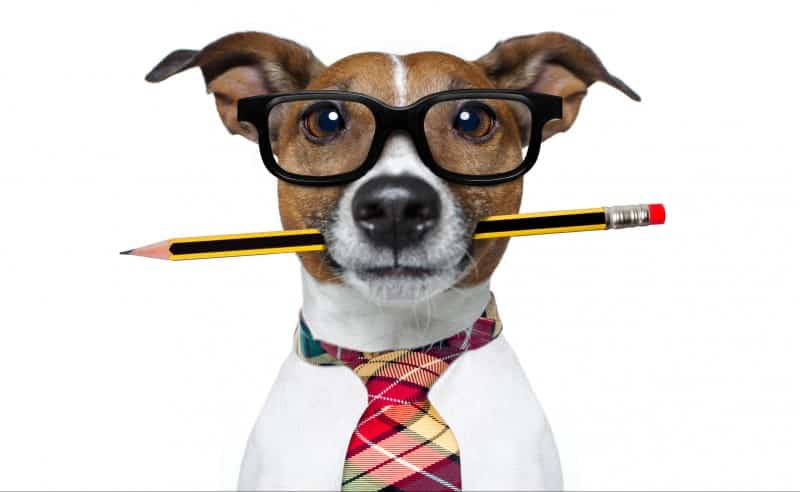 How to Use IB Past Papers and Mark Schemes